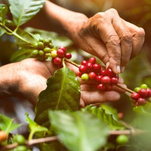 Coffee Farm Tour from Medellín | Coffee Tasting & Traditional Lunch