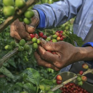 Coffee Farm Tour from Medellín | Coffee Tasting & Traditional Lunch